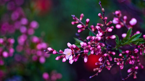 Wallpaper Green, Pink, Blur, Flowers, Background, Desktop, Blossom