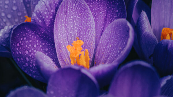 Wallpaper Crocuses, Purple, Flowers, Spring