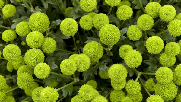 Wallpaper Green, Flowers, Leaves, Plants
