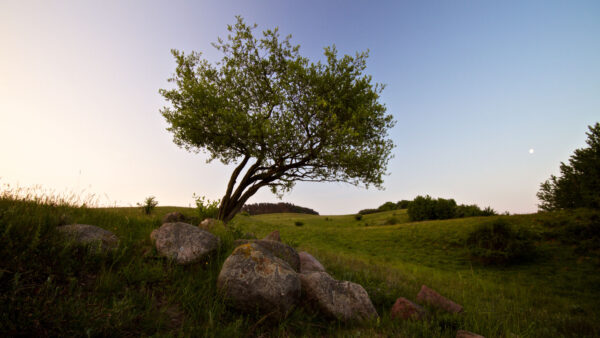 Wallpaper Grass, Nature, Tree, Mobile, Leafed, Field, Green, Desktop, Stones