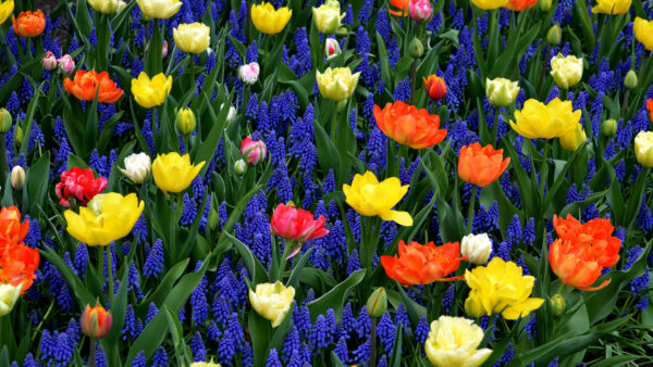 Wallpaper Mobile, Blue, Tulip, Hyacinth, Orange, Desktop, Flowers, Yellow