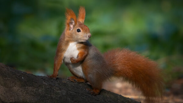 Wallpaper Trunk, Green, Blur, Background, Desktop, Tree, Squirrel