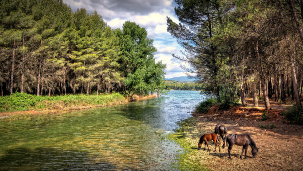 Wallpaper Horses, Stream, Desktop, Are, Side, Standing, Horse