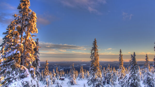 Wallpaper Desktop, Nature, Winter, Spruce, Under, During, Sky, Norway, Blue, Snow