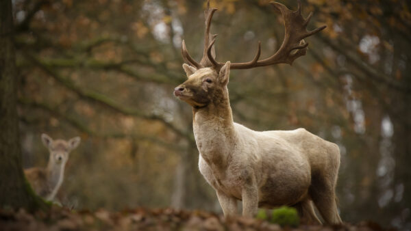 Wallpaper Background, Deer, Forest, Blur, Standing