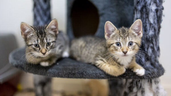 Wallpaper Kittens, Cloth, Brown, Fur, White, Cat, Kitten, Black