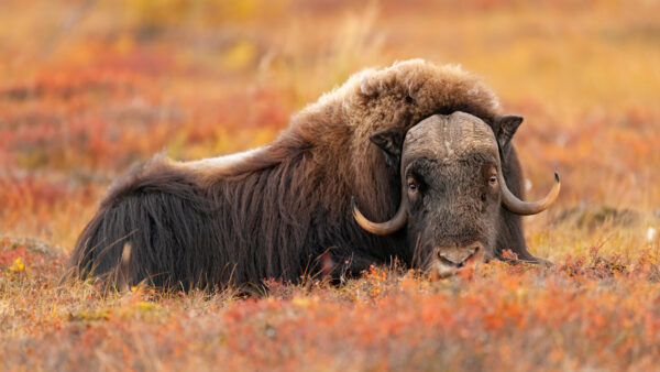 Wallpaper Dry, Animals, Muskox, Field, Grass, Sitting