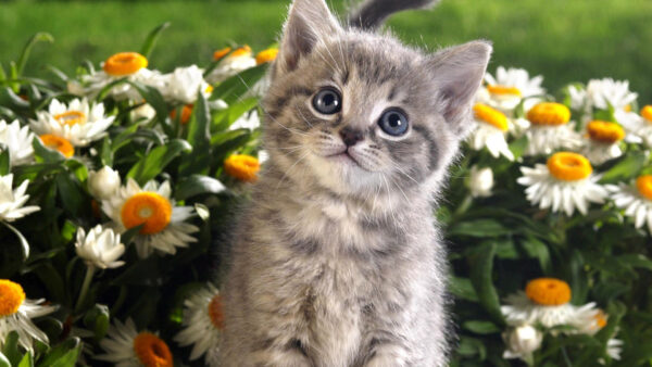 Wallpaper Kitten, Cat, Cute, Surrounded, Plants, Desktop, White, Ash, Flowers, Looking