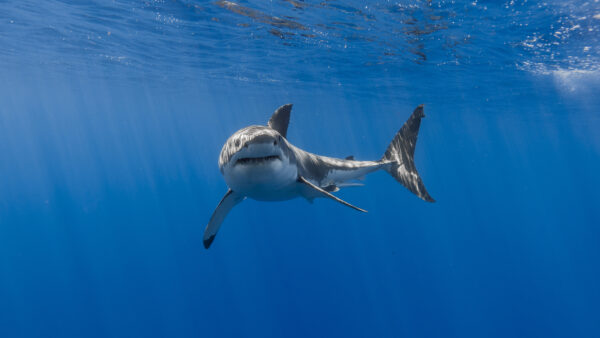 Wallpaper Shark, Sea, Underwater, Floating