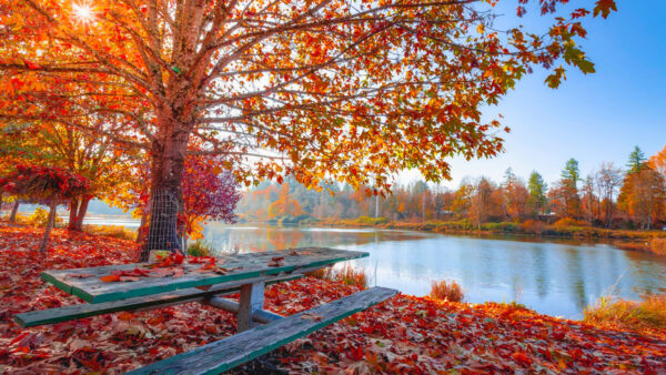 Wallpaper Bench, Autumn, Sky, Leaves, Colorful, River, Trees, Wood, Blue, Under