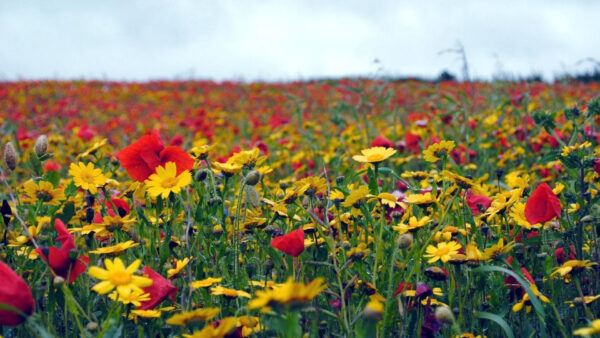 Wallpaper Poppies, Flowers, Field, Summer