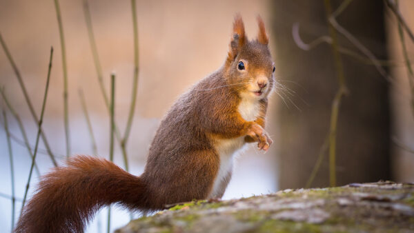 Wallpaper Standing, Desktop, Algae, Rock, Covered, Squirrel