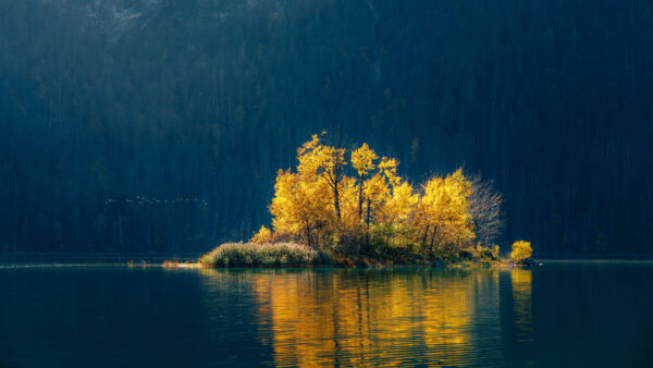 Wallpaper Trees, Reflection, Forest, Leaves, Grass, Water, Background, View, Landscape, Nature, Yellow, Lake, Autumn