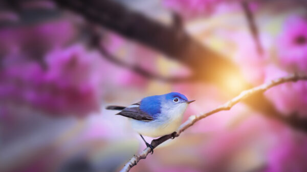 Wallpaper Birds, Pink, Branches, Bird, Tree, Black, Blur, Flowers, Background, White, Blue, Tit