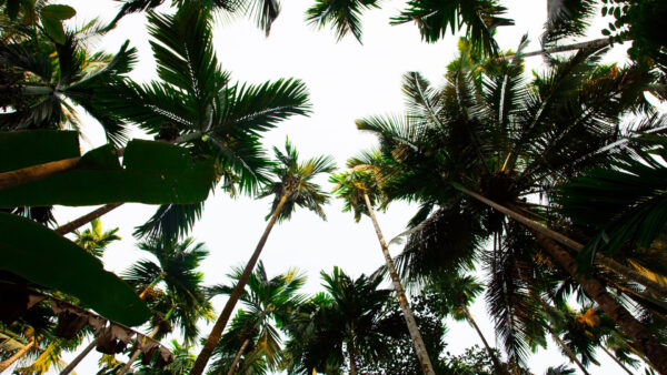 Wallpaper Beautiful, Angle, Low, Palm, Photography, Trees