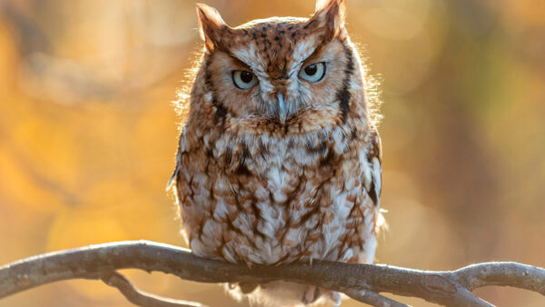 Wallpaper Yellow, Bokeh, Blur, Branch, White, Tree, Brown, Owl, Background