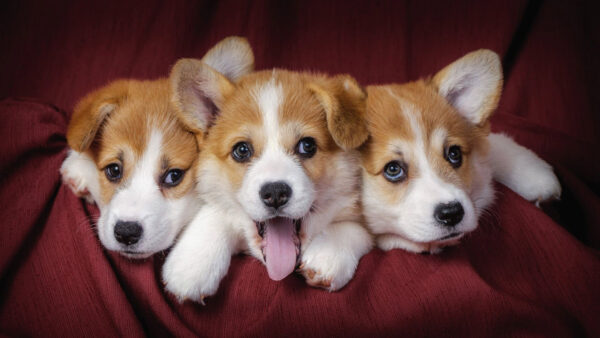 Wallpaper Dog, Brown, Texture, Maroon, White, Dogs