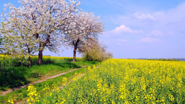 Wallpaper Between, Road, And, Yellow, Sand, Under, Blossom, Flowers, White, Nature, Clouds, Spring, Field, Blue, Sky