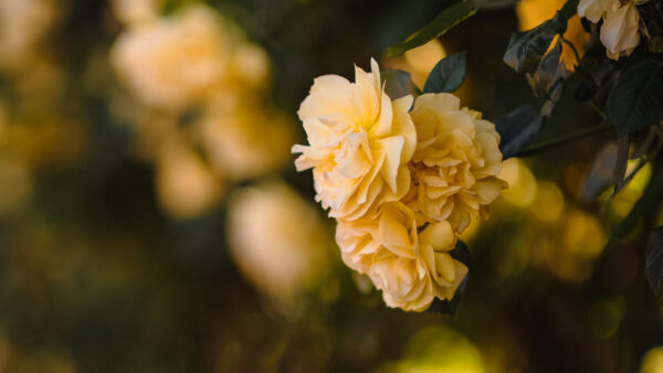 Wallpaper Background, Yellow, Flowers, Blur, Green, Petals, Leaves