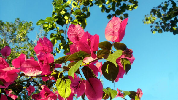 Wallpaper Pink, Flowers, Blue, Background, Bougainvillea, Sky, Beautiful, Fresh