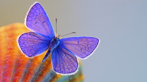 Wallpaper Flower, Colorful, Purple, Butterfly