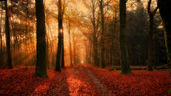 Wallpaper Autumn, Through, Forest, Sunlight, Leaves, Trees, Red