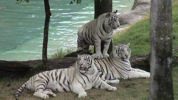 Wallpaper White, Tigers, Background, Three, Bengal, Water, Tiger