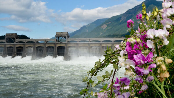 Wallpaper Mountains, Flowers, River, Dam, Background, Nature, Purple, Plants, White