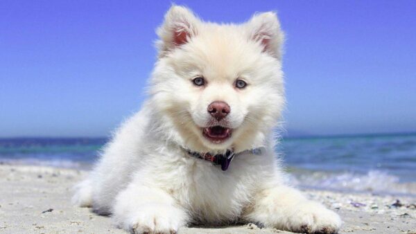 Wallpaper Dog, Sitting, Ocean, White, Background, Sand, Beach