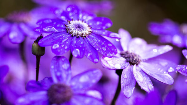 Wallpaper Purple, View, Drops, Water, Flowers, Closeup, With