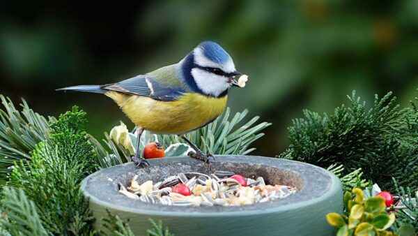 Wallpaper Blur, Blue, White, Birds, Food, Bird, With, Background, Yellow, Green