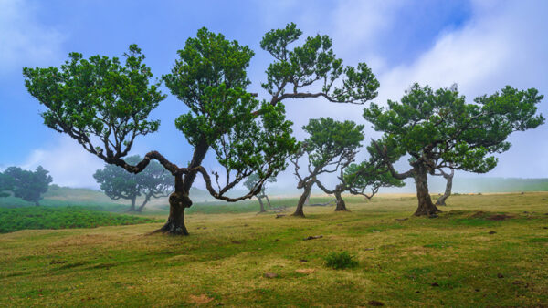 Wallpaper Under, Field, Trees, Clouds, Green, Madeira, Grass, Nature, White, Sky, Blue