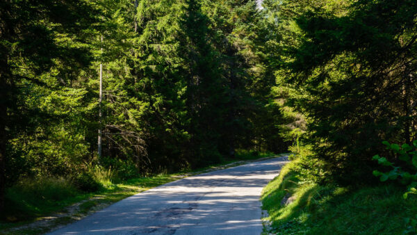 Wallpaper Sunrays, Between, Green, Nature, Trees, Road, Forest, Turn, With