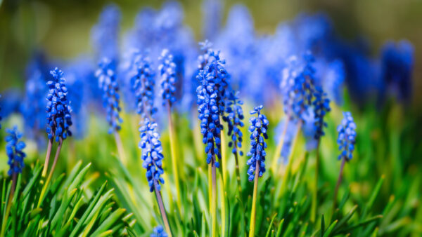 Wallpaper Purple, Inflorescence, Hyacinth, Green, Desktop, Flowers, Blur, Plants, Leaves, Background, Mobile