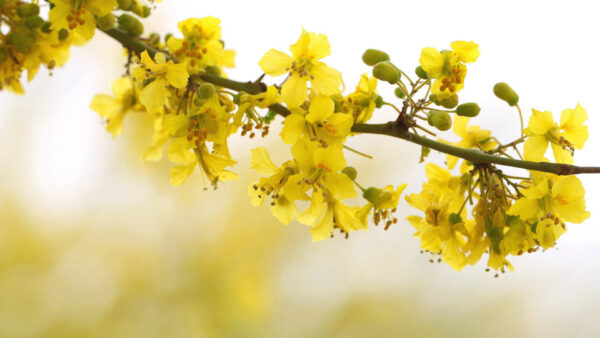 Wallpaper Blur, Yellow, Spring, Branch, Tree, Background, Cherry, Flowers, Blossom