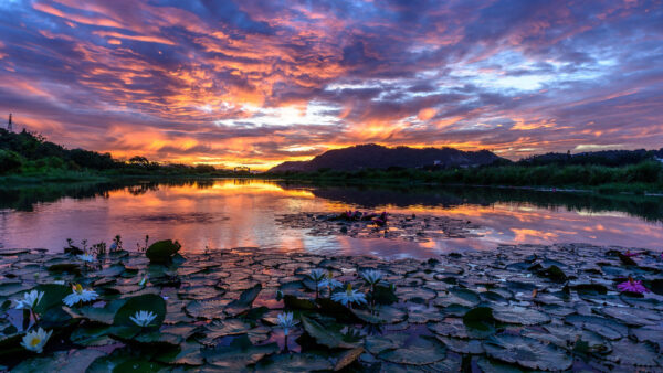 Wallpaper Lily, Black, Under, Landscape, Nature, Water, And, Sky, Trees, Mountain, Clouds, During, View, White, Blue, Sunset