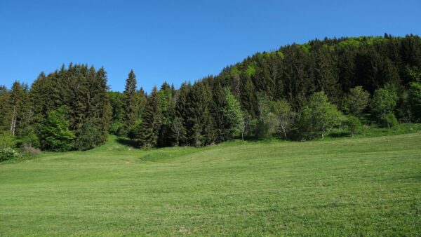 Wallpaper Trees, Background, Blue, Forest, Field, Scenery, Grass, Nature, Mobile, Sky, Glade, Desktop