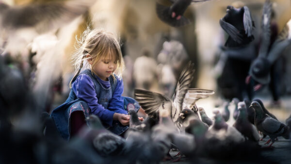 Wallpaper Purple, Background, Cute, Little, Dress, Pigeons, Girl, Blur, Bokeh, Feeding, Wearing