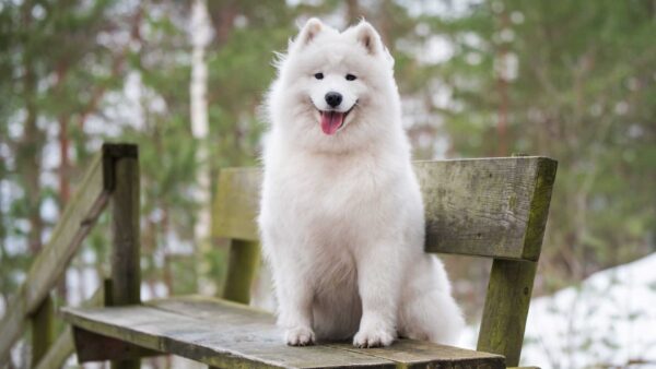 Wallpaper Sitting, Blur, With, White, Dog, Bokeh, Samoyed, Wood, Tongue, Bench, Out, Background
