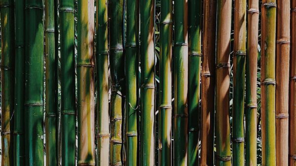 Wallpaper Bamboo, Stems, Texture, Tree