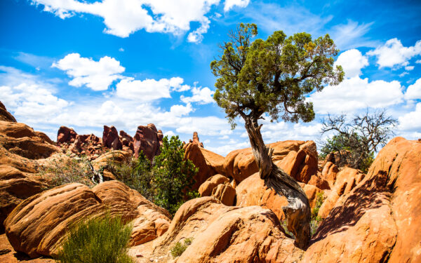 Wallpaper Park, Arches, National