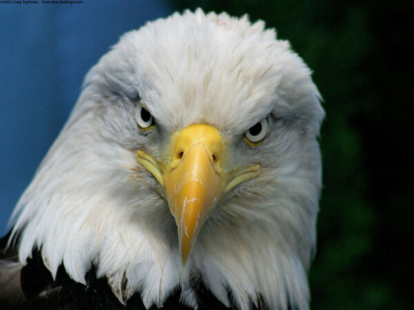 Wallpaper Bald, Eagle