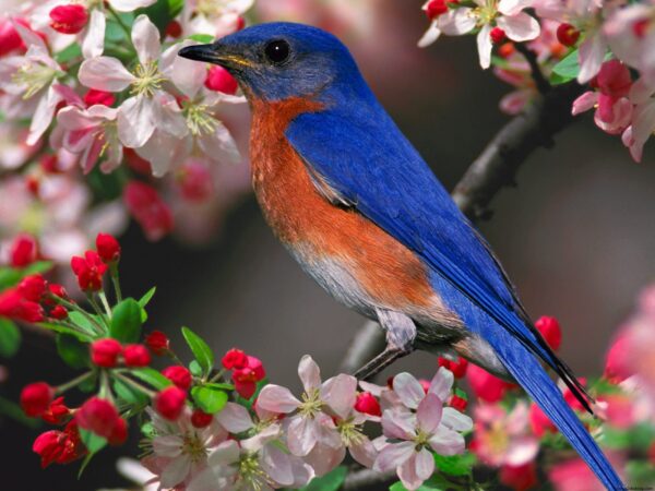 Wallpaper Bluebird