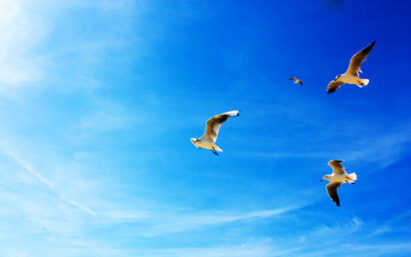 Wallpaper Seagulls, Flight