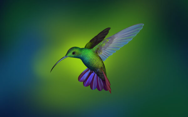 Wallpaper Hummingbird