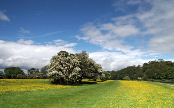 Wallpaper Riverside, Buttercups