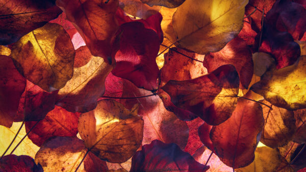Wallpaper Leaves, Autumn