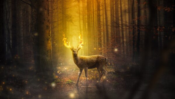 Wallpaper Fantasy, Deer