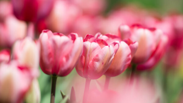 Wallpaper Tulips, Garden