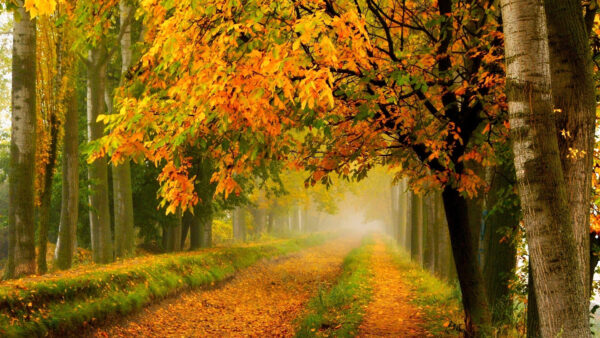 Wallpaper Yellow, Forest, Desktop, Path, Green, Autumn, Nature, Between, The, Trees